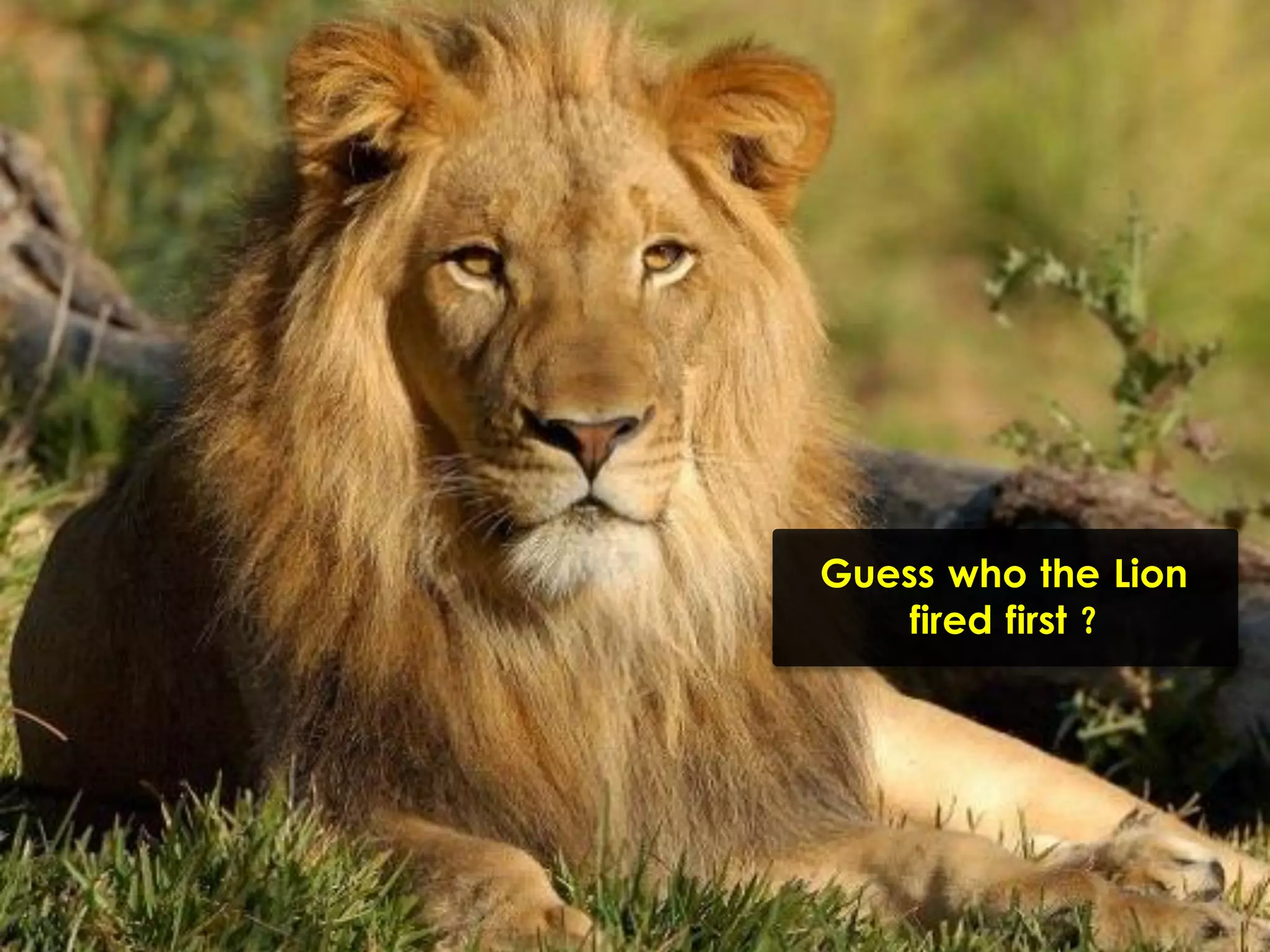 Guess who the Lion
fired first ?
 