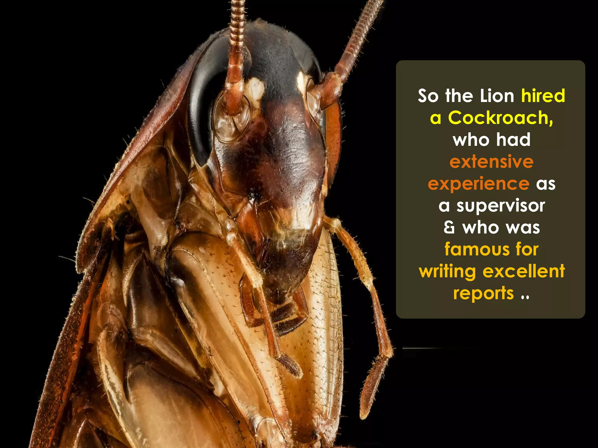So the Lion hired
a Cockroach,
who had
extensive
experience as
a supervisor
& who was
famous for
writing excellent
reports ..
 
