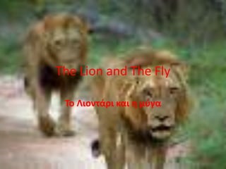 The Lion and The Fly Το Λιοντάρι και η μύγα 