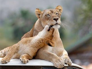 The Lion Family Phpapp01