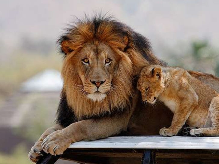 Amazing Lion Family