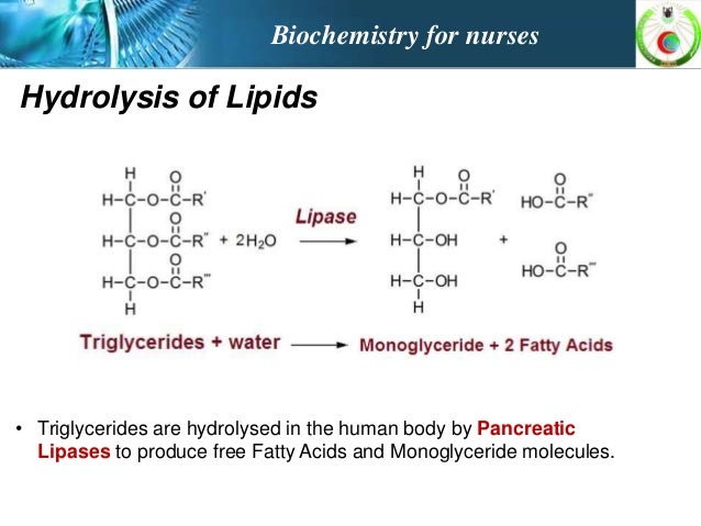 the lipids lipid hydrolysis