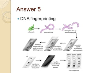 Answer 5


DNA fingerprinting

 