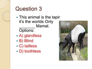 Question 3
This animal is the tapir
it’s the worlds Only
_______ Mamal.
Options:
 A) glandless
 B) Blind
 C) tailless
 D) toothless


 