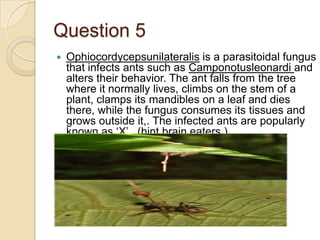 Question 5


Ophiocordycepsunilateralis is a parasitoidal fungus
that infects ants such as Camponotusleonardi and
alters their behavior. The ant falls from the tree
where it normally lives, climbs on the stem of a
plant, clamps its mandibles on a leaf and dies
there, while the fungus consumes its tissues and
grows outside it,. The infected ants are popularly
known as ‘X’ . (hint brain eaters )

 