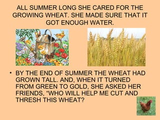 ALL SUMMER LONG SHE CARED FOR THE
GROWING WHEAT. SHE MADE SURE THAT IT
GOT ENOUGH WATER.
• BY THE END OF SUMMER THE WHEAT HAD
GROWN TALL. AND, WHEN IT TURNED
FROM GREEN TO GOLD, SHE ASKED HER
FRIENDS, “WHO WILL HELP ME CUT AND
THRESH THIS WHEAT?
 