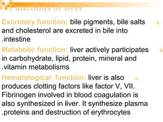 The liver | PPT