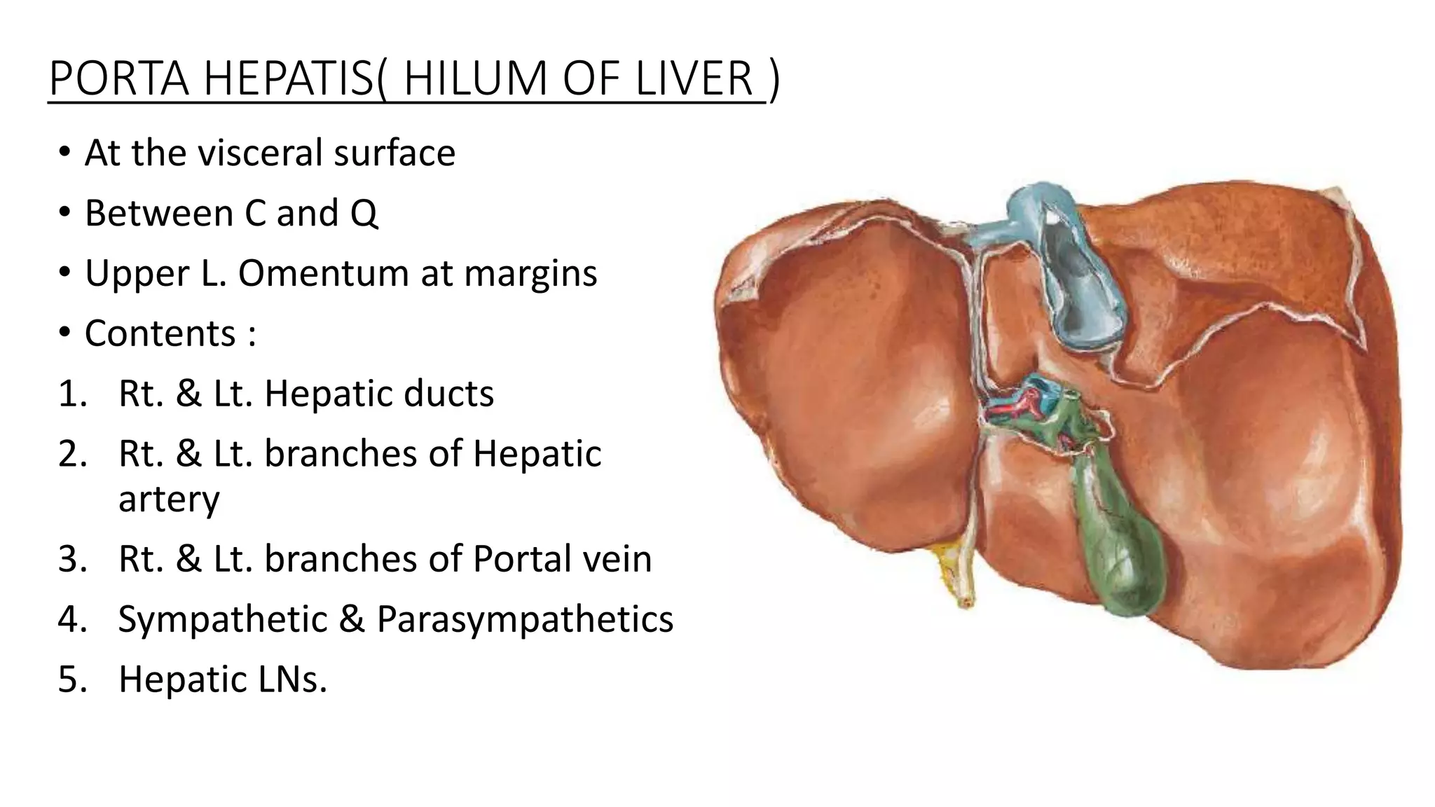 The Anatomy Of The Liver & The biliary system | PPTX