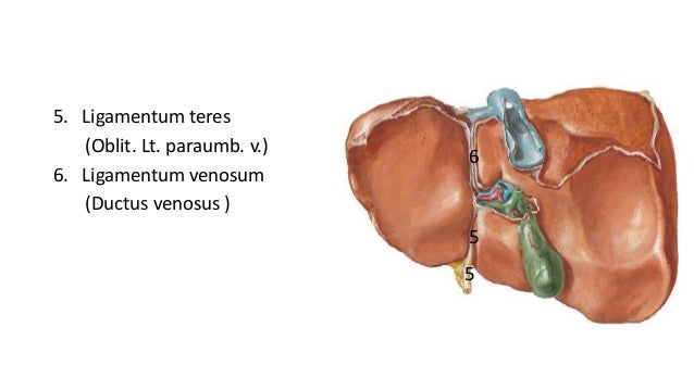 The Anatomy Of The Liver & The biliary system