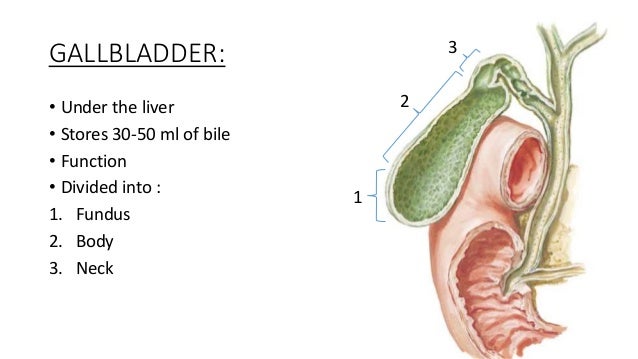 the anatomy of the