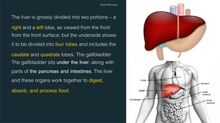 The liver anatomy and physiology | PPTX
