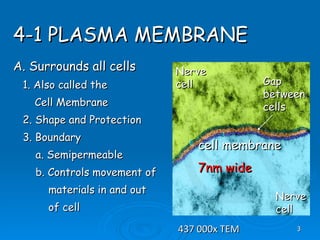 The Living Cell | PPT