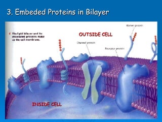 The Living Cell | PPT | Chemistry | Science