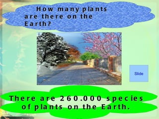 How many plants are there on the Earth?   There are 260.000 species  of plants on the Earth.   Slide 