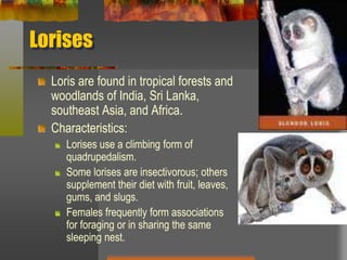 LorisesLoris are found in tropical forests and woodlands of India, Sri Lanka, southeast Asia, and Africa.Characteristics:Lorises use a climbing form of  quadrupedalism.Some lorises are insectivorous; others supplement their diet with fruit, leaves, gums, and slugs.Females frequently form associations for foraging or in sharing the same sleeping nest.