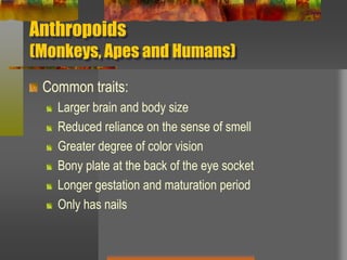 Anthropoids(Monkeys, Apes and Humans)Common traits:Larger brain and body sizeReduced reliance on the sense of smellGreater degree of color visionBony plate at the back of the eye socketLonger gestation and maturation periodOnly has nails