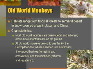 Old World MonkeysHabitats range from tropical forests to semiarid desert to snow-covered areas in Japan and China.Characteristics:Most old world monkeys are quadrupedal and arboreal; others have adapted to life on the ground.All old world monkeys belong to one family, the Cercopithecidae, which is divided into subfamilies,	 the cercopithecines (terrestrial and 	omnivorous) and the colobines (arboreal 	and vegetarian).