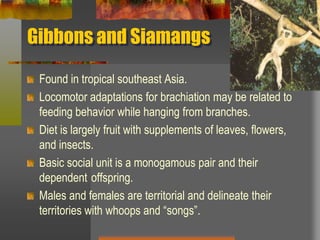 Gibbons and SiamangsFound in tropical southeast Asia.Locomotor adaptations for brachiation may be related to feeding behavior while hanging from branches.Diet is largely fruit with supplements of leaves, flowers, and insects.Basic social unit is a monogamous pair and their dependent	offspring. Males and females are territorial and delineate their territories with whoops and “songs”.