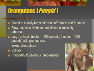 Orangutans (Pongid  )Found in heavily forested areas of Borneo and Sumatra.Slow, cautious climbers and almost completely arboreal.	Large animals (males = 200 pounds, females = 100 pounds) with pronounced 	sexual dimorphism. SolitaryPrincipally frugivorous (feed-eating).