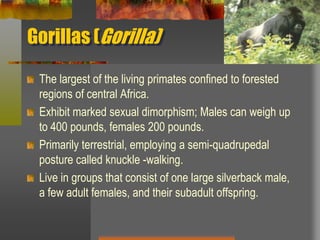 Gorillas (Gorilla)The largest of the living primates confined to forested regions of central Africa.Exhibit marked sexual dimorphism; Males can weigh up to 400 pounds, females 200 pounds.Primarily terrestrial, employing a semi-quadrupedal posture called knuckle -walking.Live in groups that consist of one large silverback male, a few adult females, and their subadult offspring.