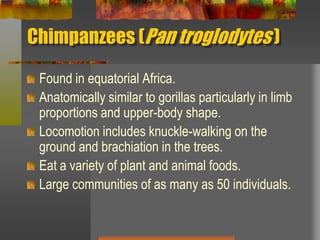 Chimpanzees (Pan troglodytes )Found in equatorial Africa.Anatomically similar to gorillas particularly in limb proportions and upper-body shape.Locomotion includes knuckle-walking on the ground and brachiation in the trees.Eat a variety of plant and animal foods. Large communities of as many as 50 individuals.