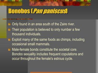 Bonobos (Pan paniscus) Only found in an area south of the Zaire river.Their population is believed to only number a few thousand individuals.Exploit many of the same foods as chimps, including occasional small mammals.Male-female bonds constitute the societal core.  Bonobo sexuality includes frequent copulations and occur throughout the female's estrous cycle.