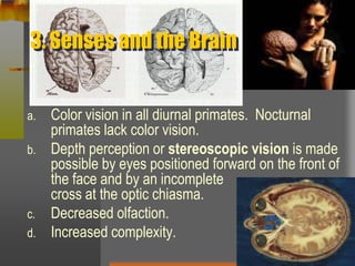 3. Senses and the BrainColor vision in all diurnal primates.  Nocturnal primates lack color vision.Depth perception or stereoscopic vision is made possible by eyes positioned forward on the front of the face and by an incomplete                          cross at the optic chiasma.Decreased olfaction.Increased complexity.