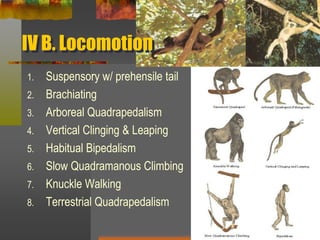 IV B. LocomotionSuspensory w/ prehensile tailBrachiatingArboreal QuadrapedalismVertical Clinging & LeapingHabitual BipedalismSlow Quadramanous ClimbingKnuckle WalkingTerrestrial Quadrapedalism 