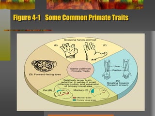 Figure 4-1    Some Common Primate Traits