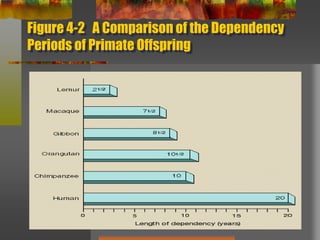 Figure 4-2   A Comparison of the Dependency Periods of Primate Offspring