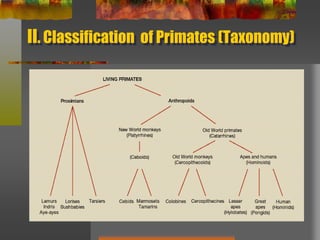 II. Classification  of Primates (Taxonomy)
