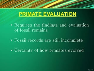 PRIMATE EVALUATION
• Requires the findings and evaluation
of fossil remains
• Fossil records are still incomplete
• Certainty of how primates evolved
 