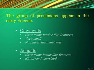 The group of prosimians appear in the
early Eocene.
• Omymyids
• Have many tarsier like features
• Very small
• No bigger than squirrels
• Adapids
• Have many lemur like features
• Kitten-and cat-sized
 