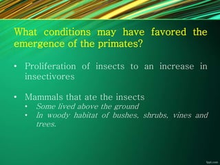 What conditions may have favored the
emergence of the primates?
• Proliferation of insects to an increase in
insectivores
• Mammals that ate the insects
• Some lived above the ground
• In woody habitat of bushes, shrubs, vines and
trees.
 