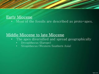 Early Miocene
• Most of the fossils are described as proto-apes.
Middle Miocene to late Miocene
• The apes diversified and spread geographically
• Dryopithecus (Europe)
• Sivapithecus (Western Southern Asia)
 