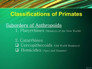 Classifications of Primates
Suborders of Anthropoids
1. Platyrrhines (Monkeys of the New World)
2. Catarrhines
 Cercopithecoids (Old World Monkeys)
 Homicides (Apes and Humans)
 