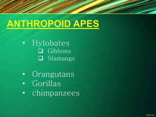 ANTHROPOID APES
• Hylobates
 Gibbons
 Siamangs
• Orangutans
• Gorillas
• chimpanzees
 