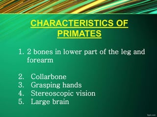 CHARACTERISTICS OF
PRIMATES
1. 2 bones in lower part of the leg and
forearm
2. Collarbone
3. Grasping hands
4. Stereoscopic vision
5. Large brain
 