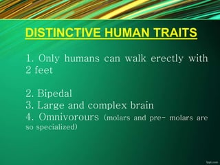 DISTINCTIVE HUMAN TRAITS
1. Only humans can walk erectly with
2 feet
2. Bipedal
3. Large and complex brain
4. Omnivorours (molars and pre- molars are
so specialized)
 
