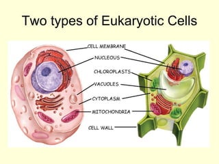 Two types of Eukaryotic Cells
 