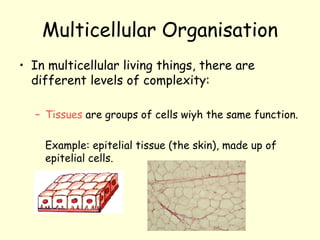 Multicellular Organisation
• In multicellular living things, there are
different levels of complexity:
– Tissues are groups of cells wiyh the same function.
Example: epitelial tissue (the skin), made up of
epitelial cells.
 