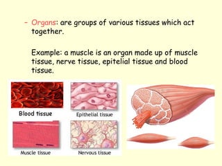 – Organs: are groups of various tissues which act
together.
Example: a muscle is an organ made up of muscle
tissue, nerve tissue, epitelial tissue and blood
tissue.
 