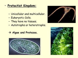 • Protoctist Kingdom:
– Unicellular and multicellular.
– Eukaryotic Cells.
– They have no tissues.
– Autotrophs or heterotrophs.
 Algae and Protozoa.
 
