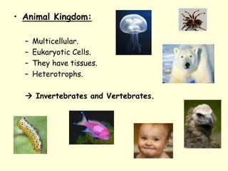 • Animal Kingdom:
– Multicellular.
– Eukaryotic Cells.
– They have tissues.
– Heterotrophs.
 Invertebrates and Vertebrates.
 
