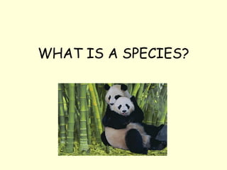 WHAT IS A SPECIES?
 