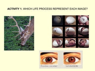 ACTIVITY 1. WHICH LIFE PROCESS REPRESENT EACH IMAGE?
 