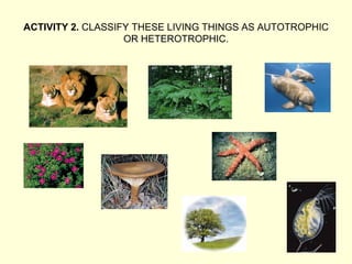 ACTIVITY 2. CLASSIFY THESE LIVING THINGS AS AUTOTROPHIC
OR HETEROTROPHIC.
 