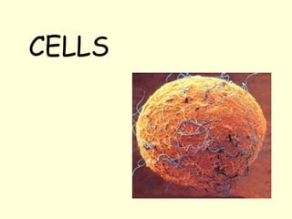 CELLS
 