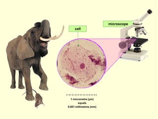 microscope
1 micrometre (μm)
equals
0.001 millimetres (mm)
cell
 