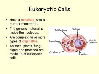 Eukaryotic Cells
• Have a nucleous, with a
nuclear membrane.
• The genetic material is
inside the nucleous.
• Are complex: have more
types of organelles.
• Animals, plants, fungi,
algae and protozoa are
made up of eukaryotic
cells.
 